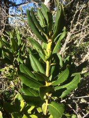 Rhododendron macrophyllum