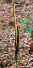 Amorphophallus commutatus