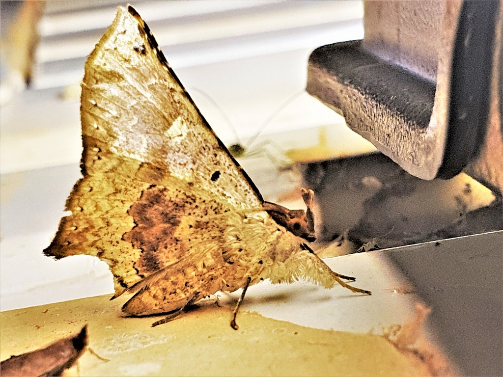 Mazacyla subpicta