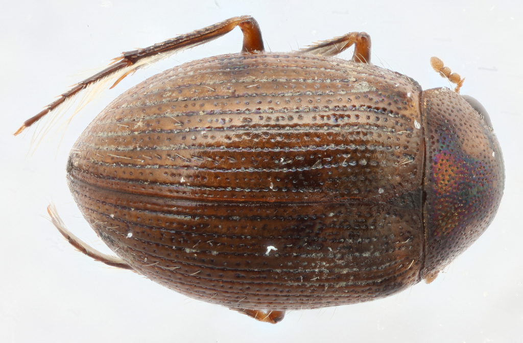 Berosus blechrus