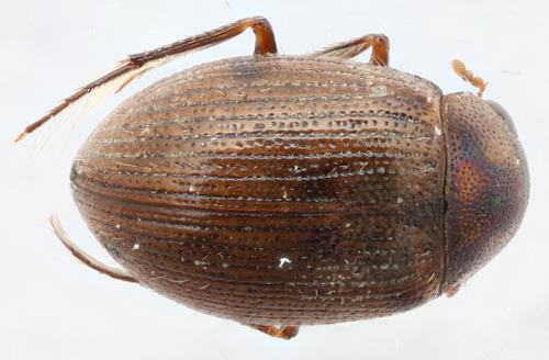 Berosus blechrus