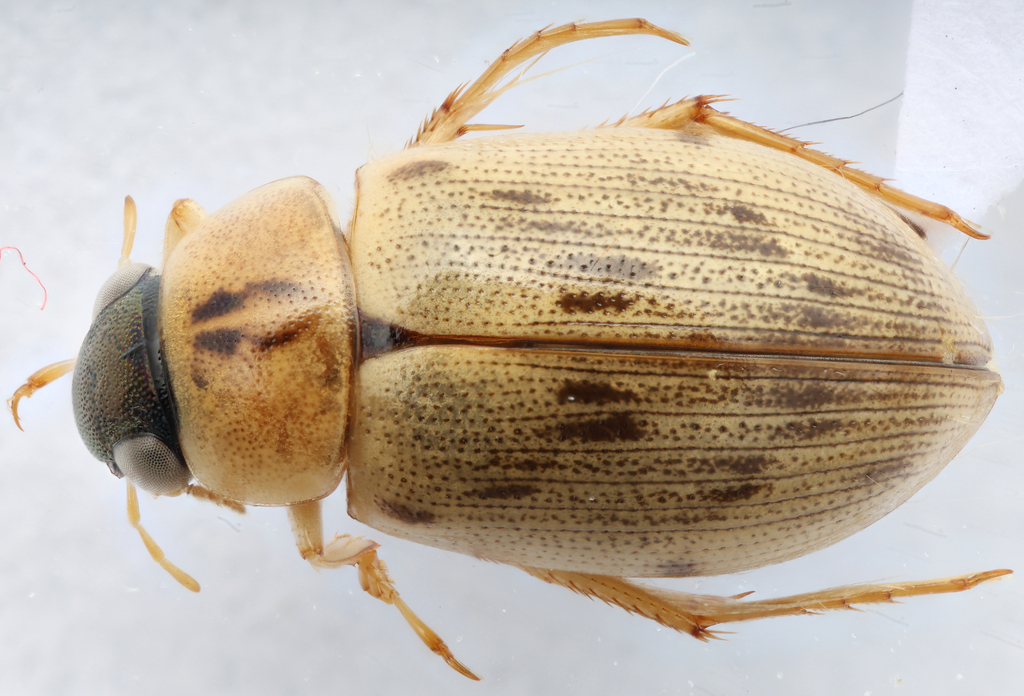 Berosus ingeminatus