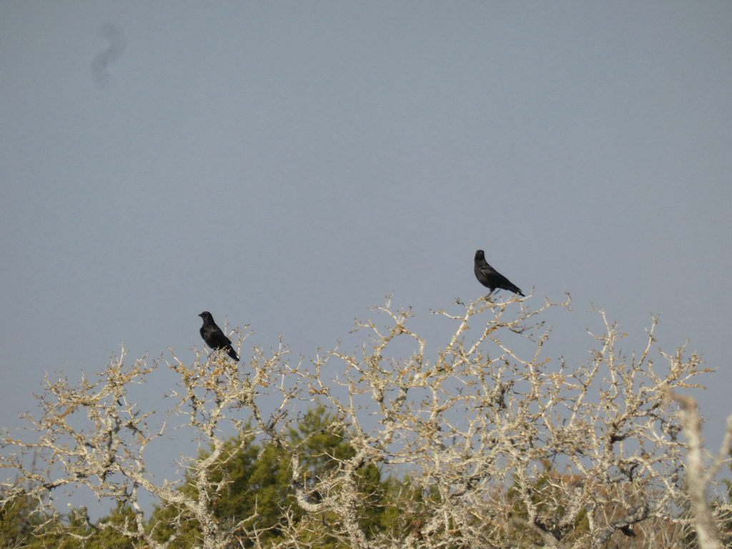 American Crow from Bastrop, TX, US on February 8, 2026 at 03:24 PM by ...