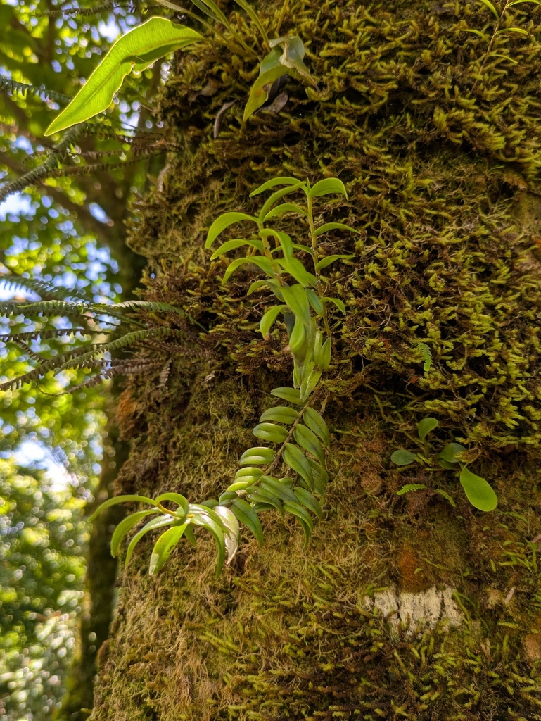 Dendrobium involutum