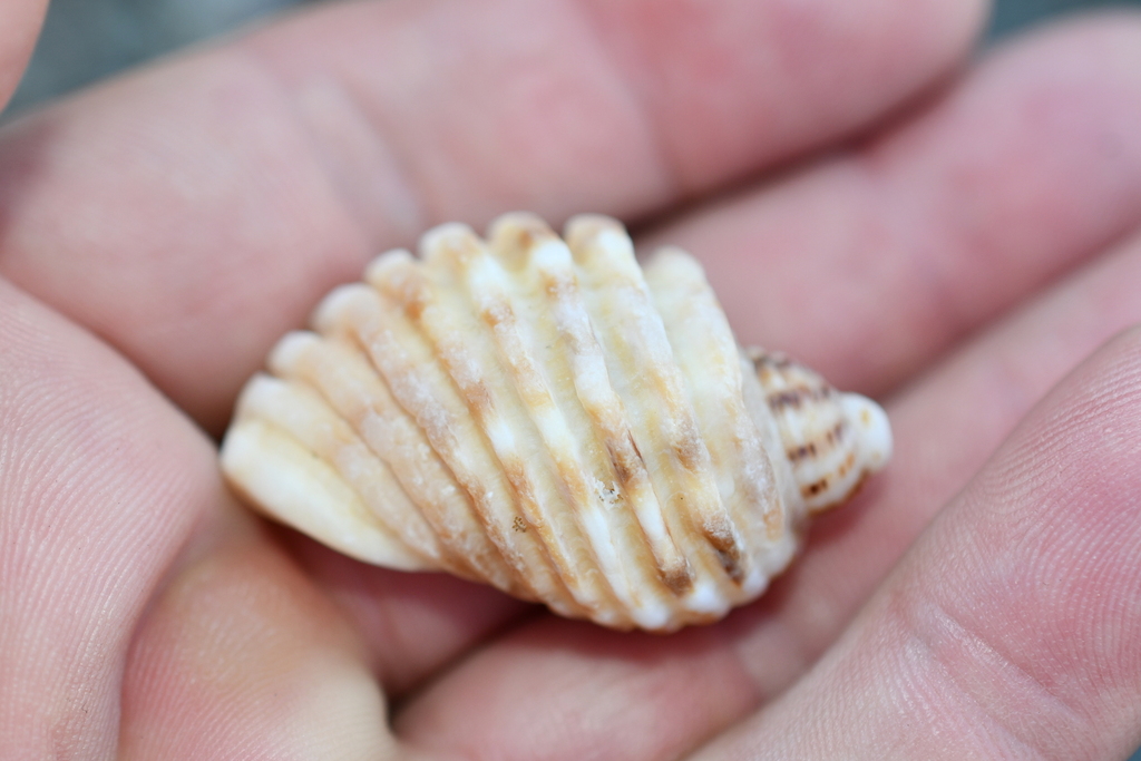 Cart-Rut Shell from Woolgoolga Headland South NSW 2456, Australia on ...