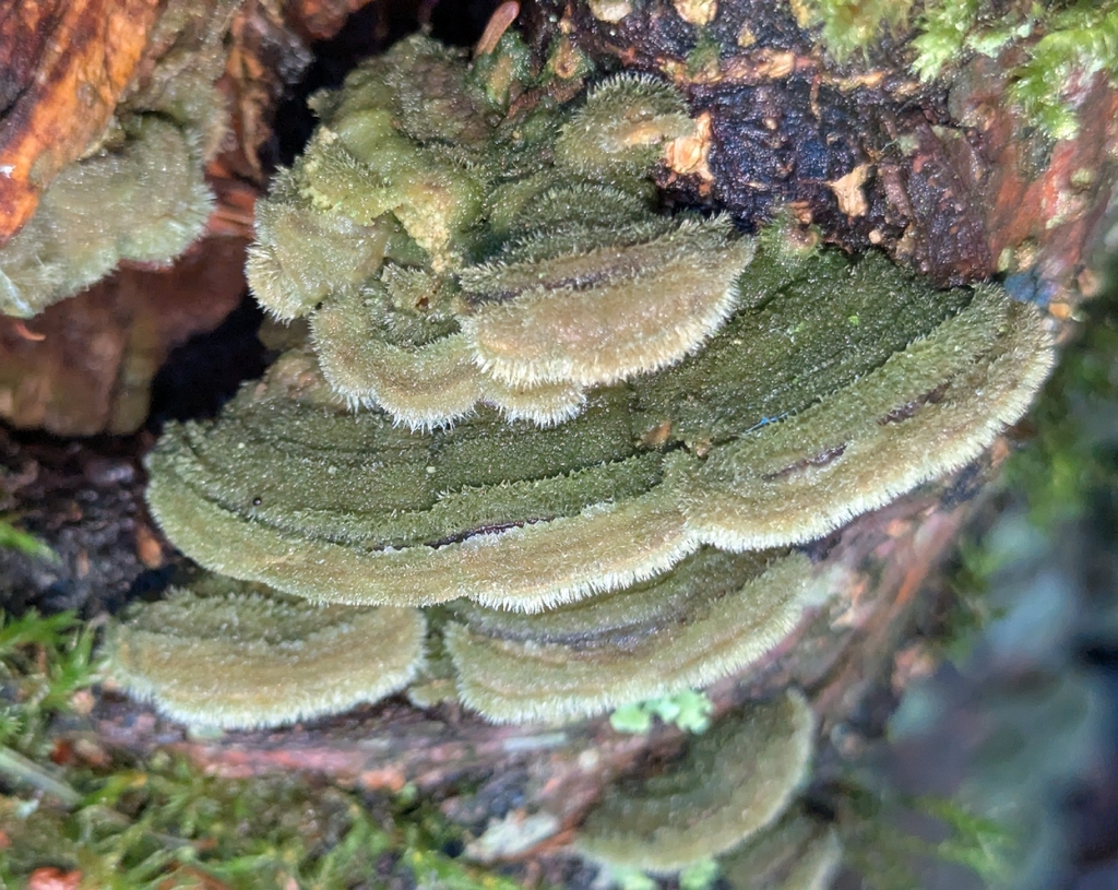 Cerrena unicolor · February 2026 · photo: © benkeen (iNaturalist, cc0)