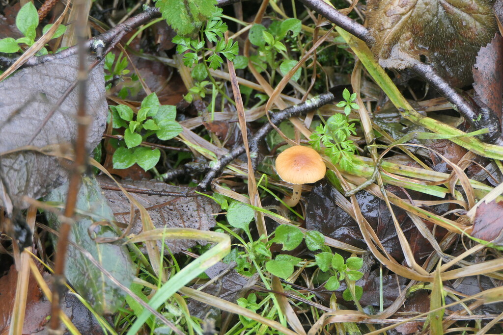 Tubaria furfuracea · February 2026 · photo: © chinbrad (iNaturalist, cc0)