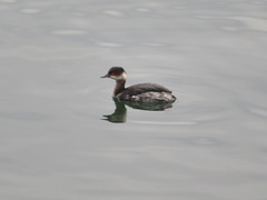 Podiceps nigricollis
