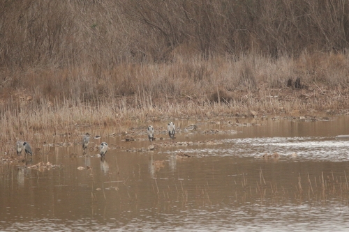 Grey Heron