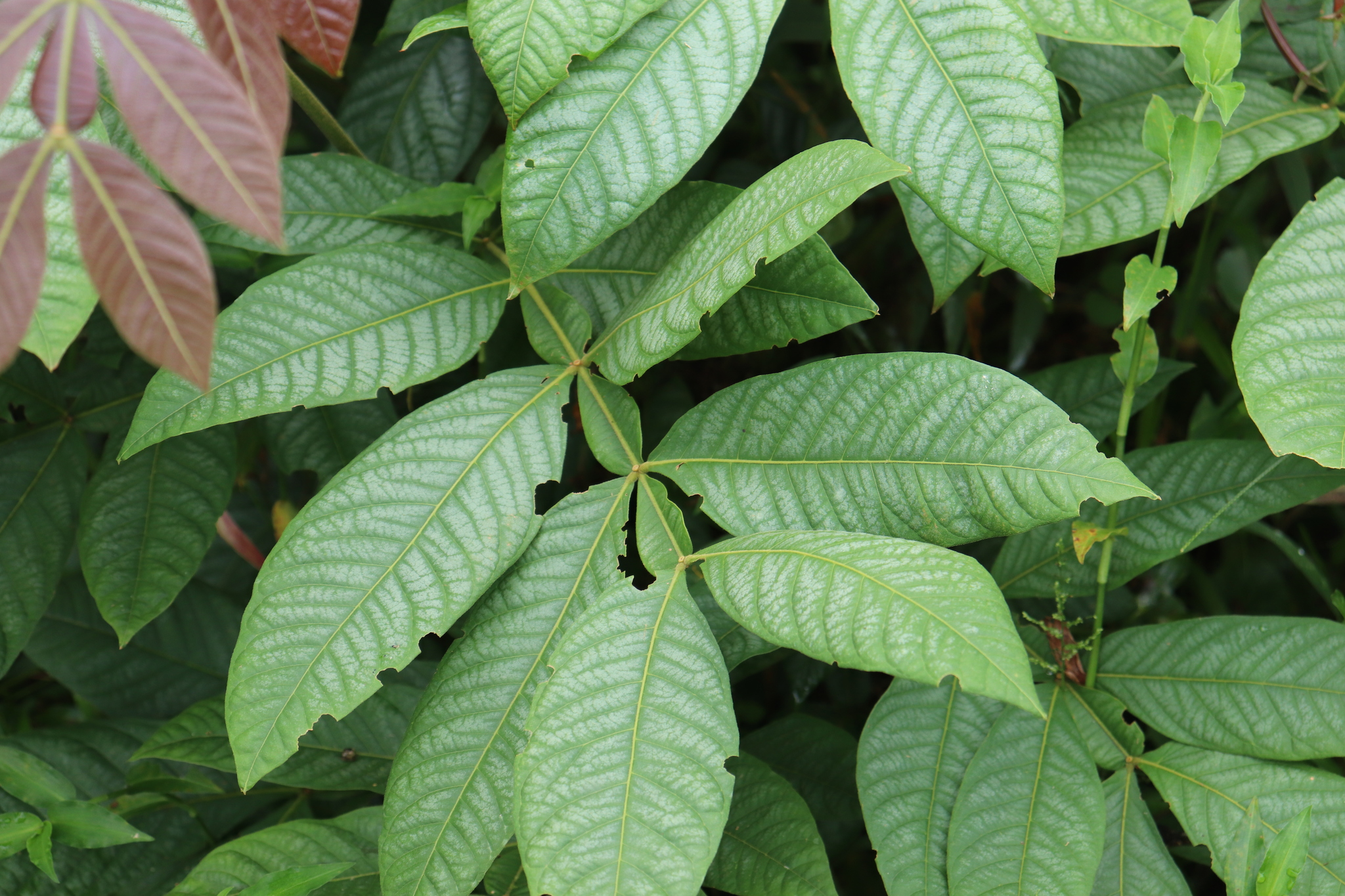 Icecreambean (Inga edulis)