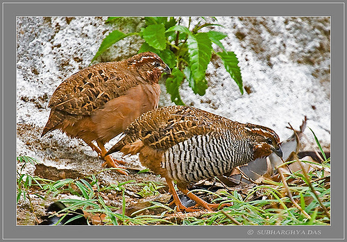 Bush-Quails