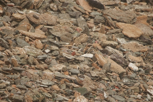 Ruddy Turnstone