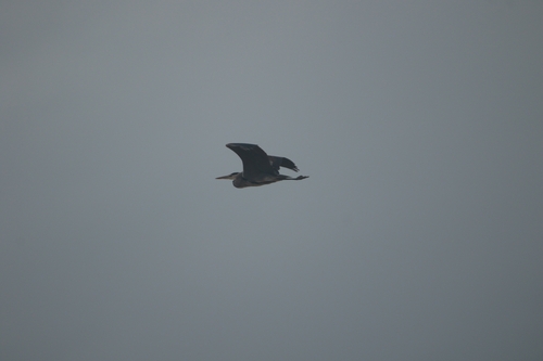 Grey Heron