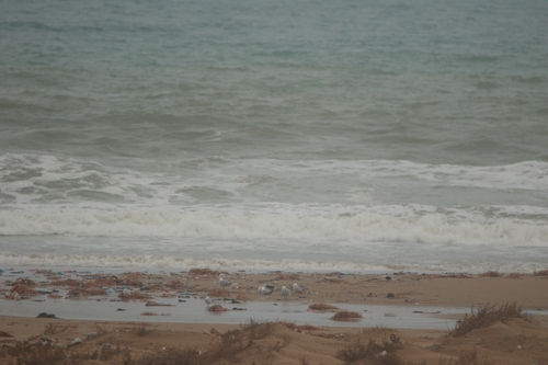 Audouin's Gull