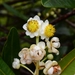 Calophyllum caledonicum - Photo (c) Joey Santore, some rights reserved (CC BY-NC), uploaded by Joey Santore