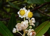 Calophyllum caledonicum - Photo (c) Joey Santore, some rights reserved (CC BY-NC), uploaded by Joey Santore