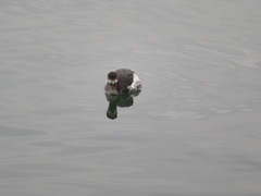Podiceps nigricollis