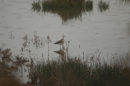 Common Greenshank