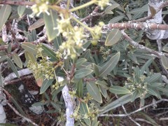 Pseudopanax linearis