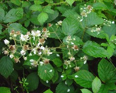 Rubus wolley-dodii