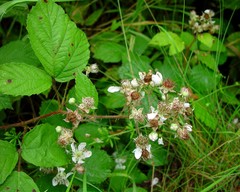 Rubus wolley-dodii