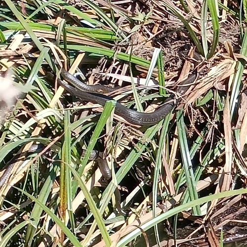 Blackbelly Garter Snake