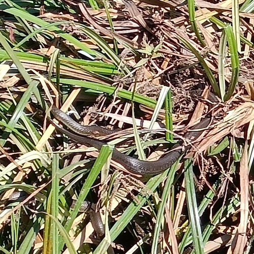 Blackbelly Garter Snake