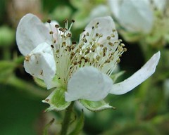 Rubus wolley-dodii