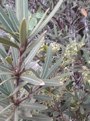 Pseudopanax linearis
