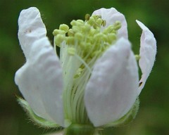 Rubus wolley-dodii