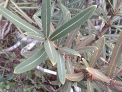 Pseudopanax linearis
