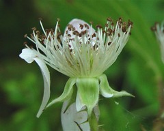 Rubus wolley-dodii