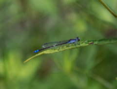 Paracercion calamorum