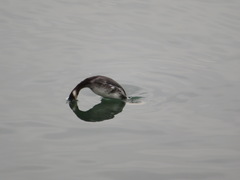 Podiceps nigricollis
