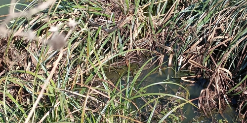 Blackbelly Garter Snake