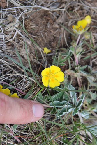 Early Cinquefoil (Potentilla concinna)