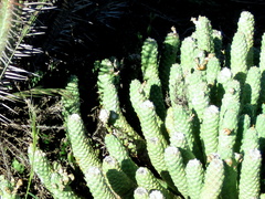 Euphorbia esculenta