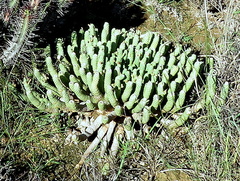 Euphorbia esculenta