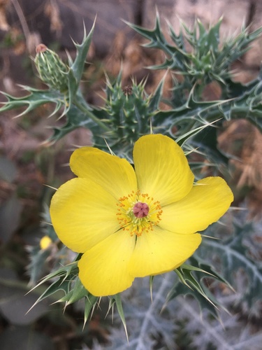 Mexican prickly poppy
