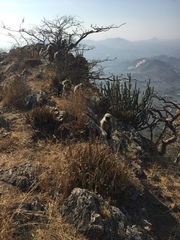 Semnopithecus entellus