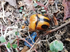 Bolbocerosoma ritcheri