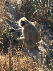 Semnopithecus entellus