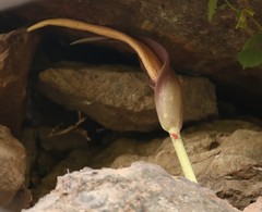 Amorphophallus commutatus