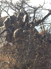 Semnopithecus entellus