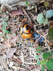Bolbocerosoma ritcheri