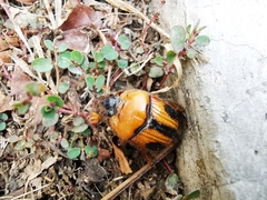 Bolbocerosoma ritcheri