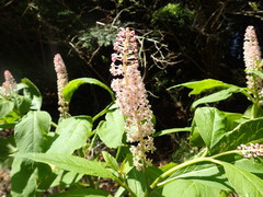 Phytolacca japonica