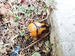 Bolbocerosoma ritcheri
