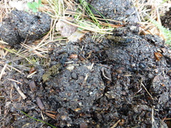 Ontholestes tessellatus