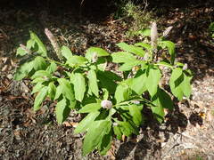 Phytolacca japonica